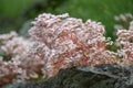 White stonecrop Sedum album, red stems with white, starry flowers